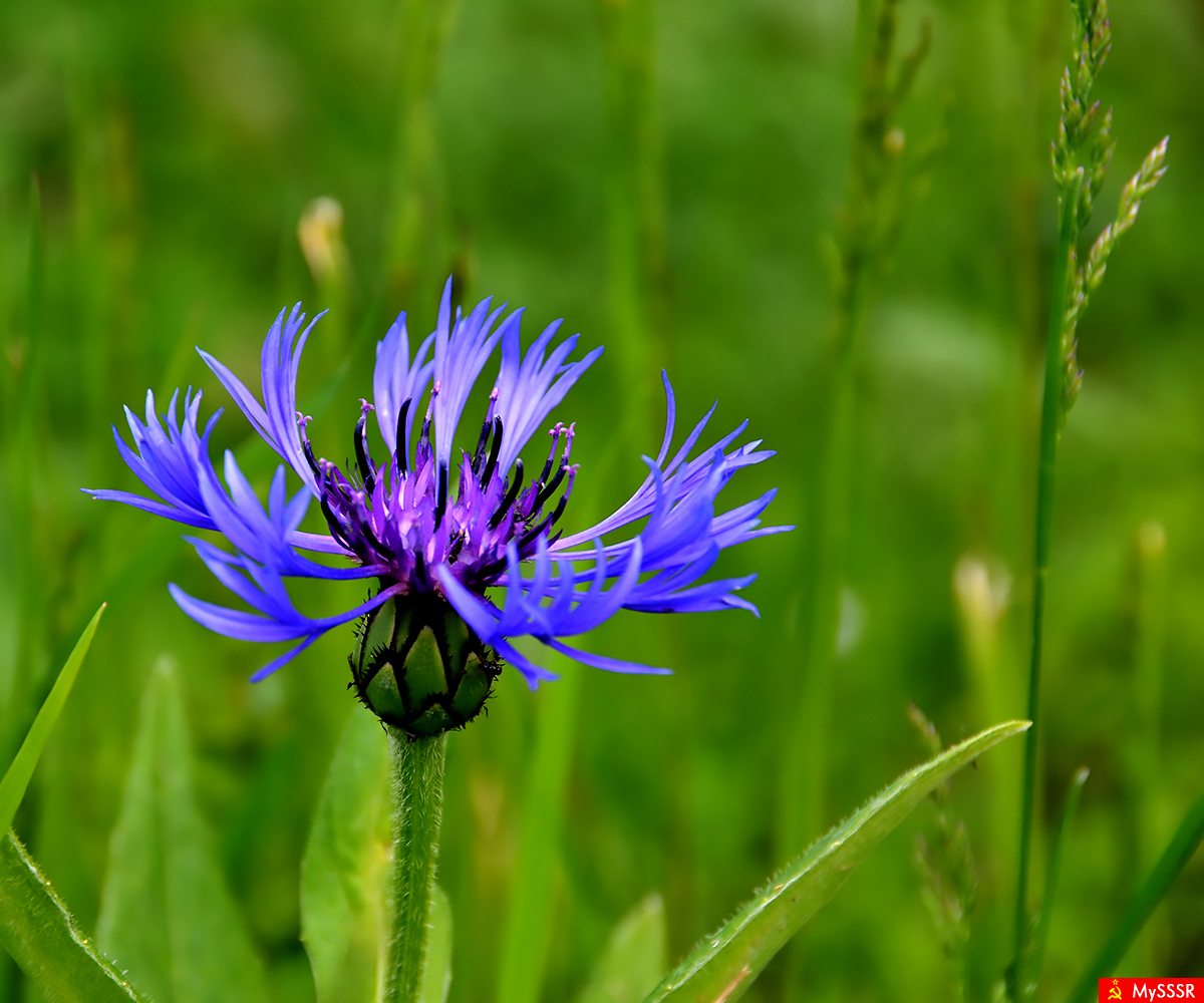 Centaurea
